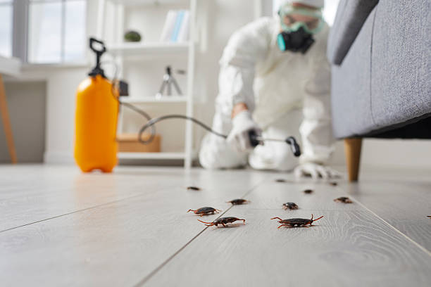 Commercial Rodent Management in Rose Hills